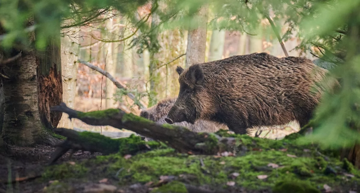 Dzik jest dziki, dzik jest zły… - Problem dzikiej zwierzyny w Kurowie narasta