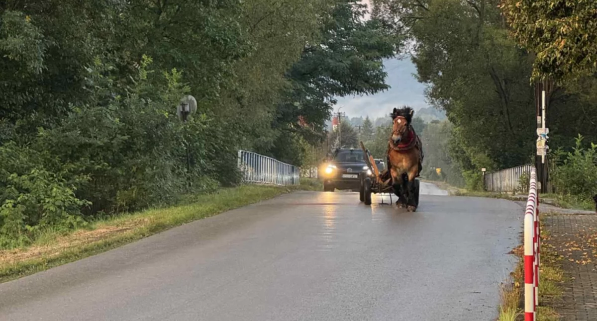 Koń uciekł w kierunku stacji CPN w Stryszawie