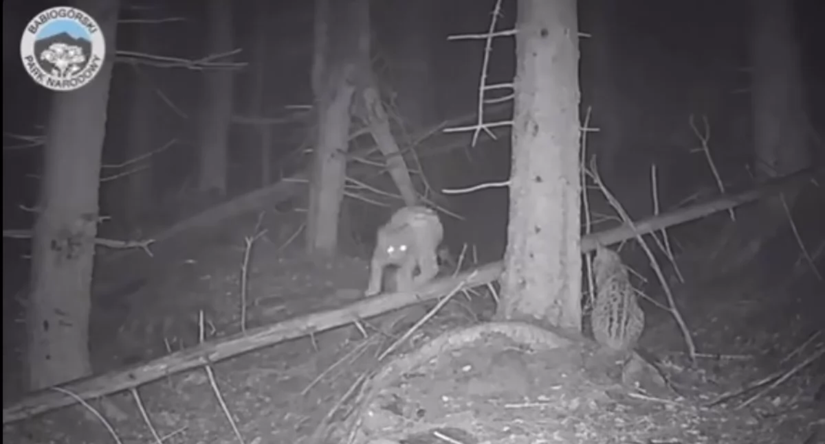 Rysie w obiektywie! Niezwykli reżyserzy z Babiogórskiego Parku Narodowego (wideo)