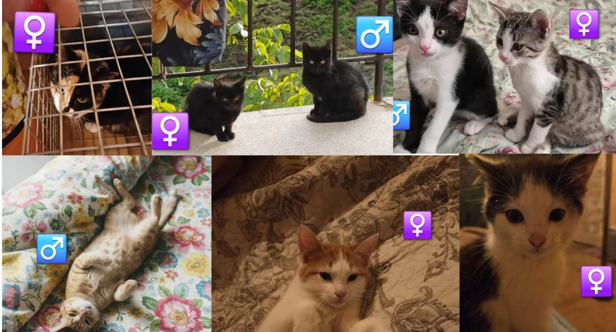 Koty z cmentarza odzyskały zdrowie i nadzieję –  akcja OTOZ Animals w Suchej Beskidzkiej