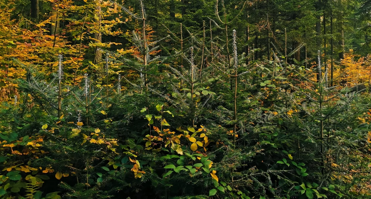 Barwna ochrona w lasach Nadleśnictwa Sucha. Tajemnica kolorowych sadzonek