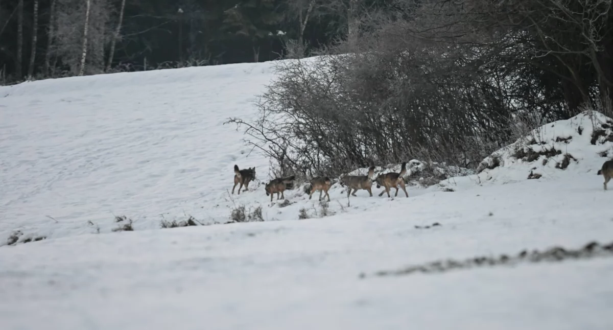 Wilki w Lachowicach. Mieszkańcy sfotografowali watahę – myśliwy potwierdza, że to wilki