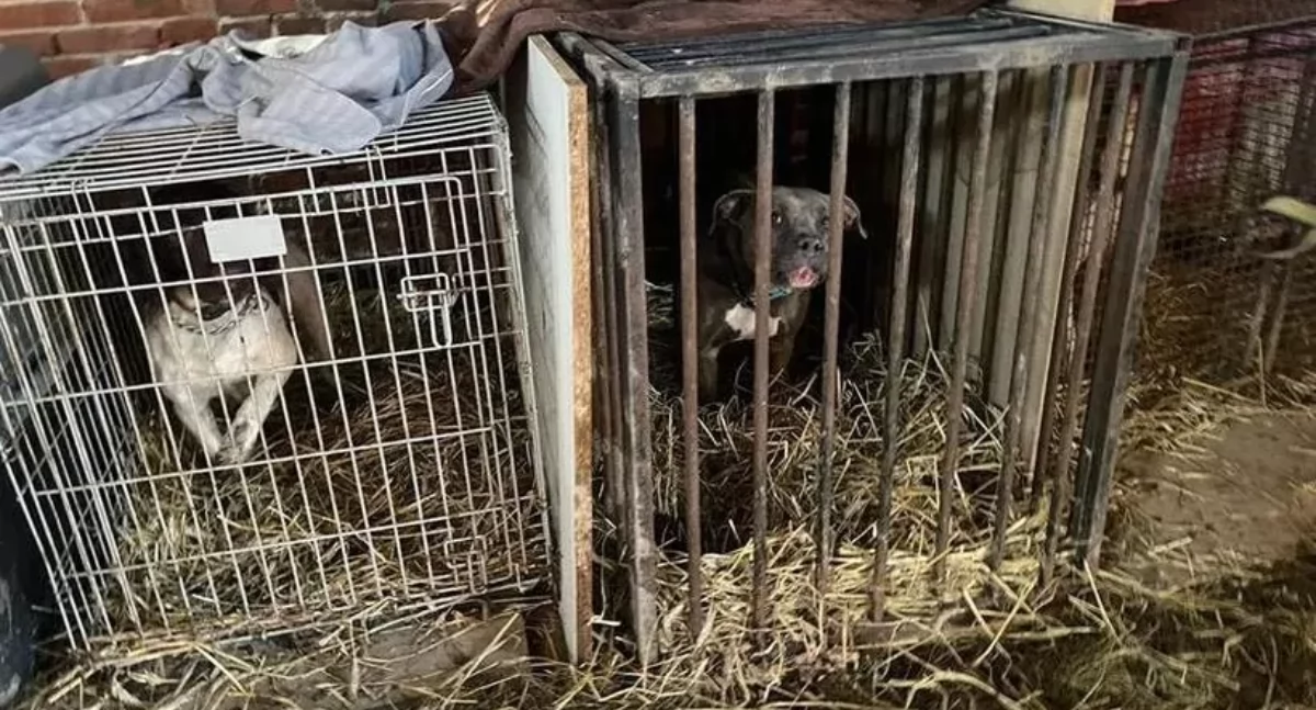 Sprawa makabrycznego znęcania się nad zwierzętami w Hucisku wraca na wokandę