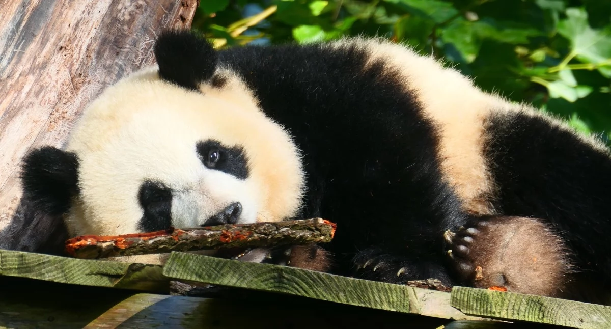 Panda Wielka w tarapatach: Dlaczego warto obchodzić jej dzień?