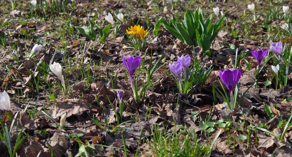 Tradycje, zwyczaje wiosenne na Podhalu i w powiecie suskim