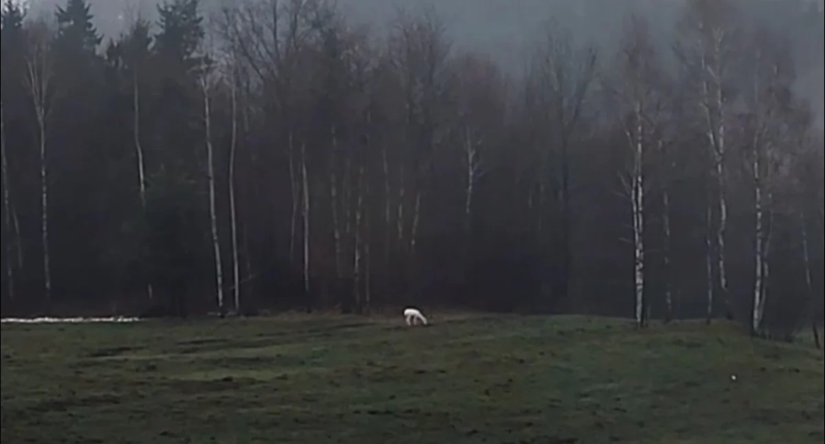 Niezwykłe spotkanie w Stryszawie - łania albinos w stadzie dzikich jeleni