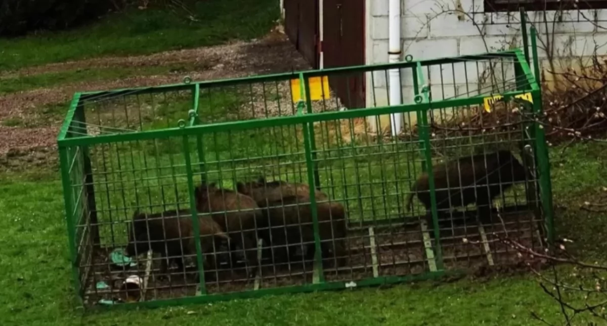 Dziki kontra mieszkańcy. Problem znany od lat, ale pod kontrolą