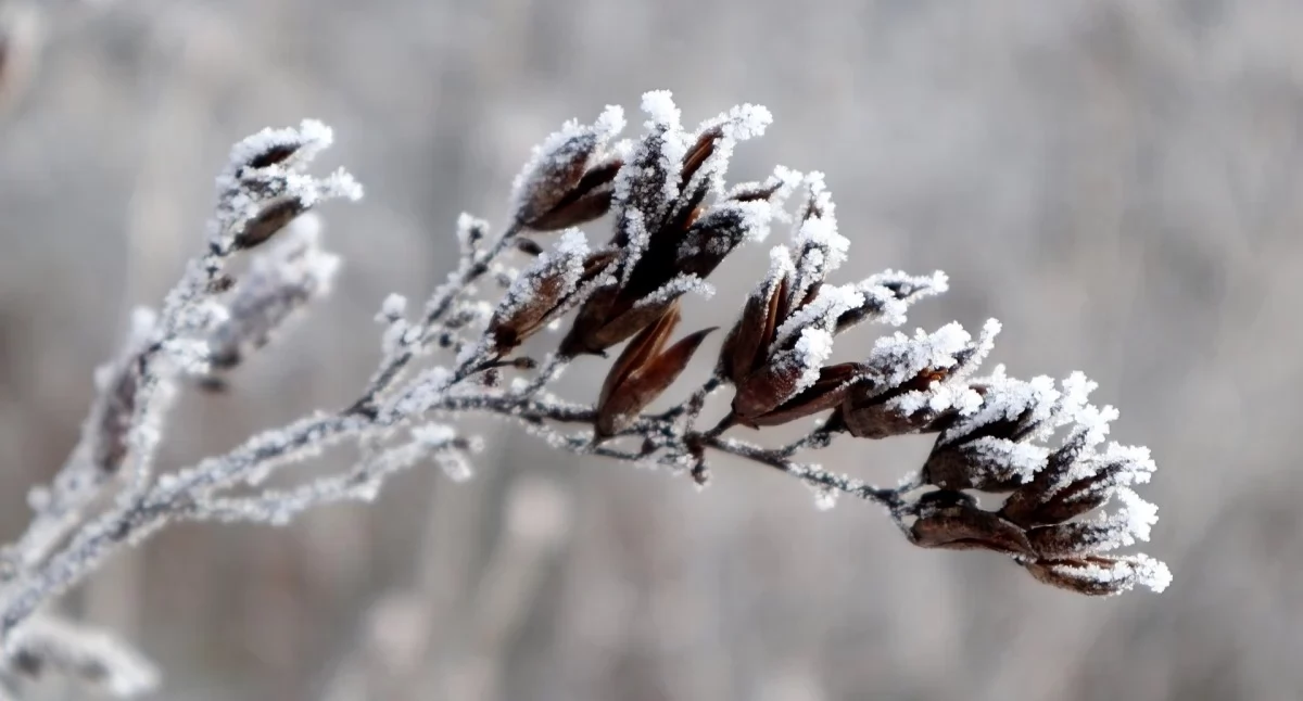 Ostrzeżenie meteorologiczne dla powiatu suskiego