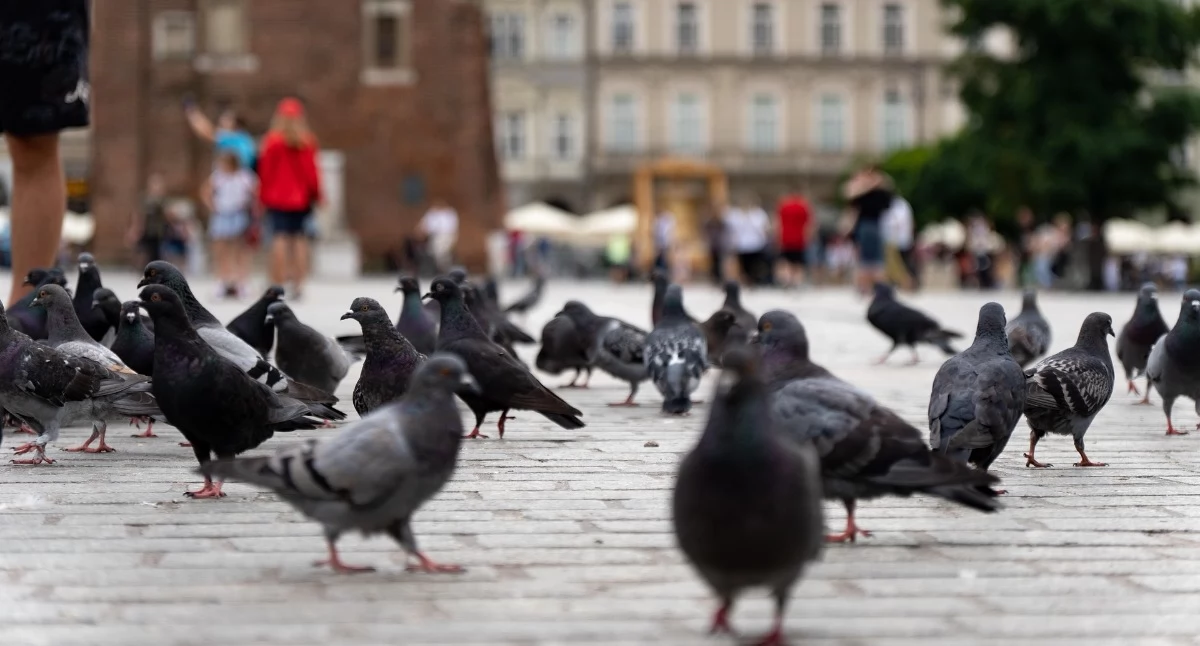 Światowy Dzień Gołębia. Nie tylko ptaki z rynku