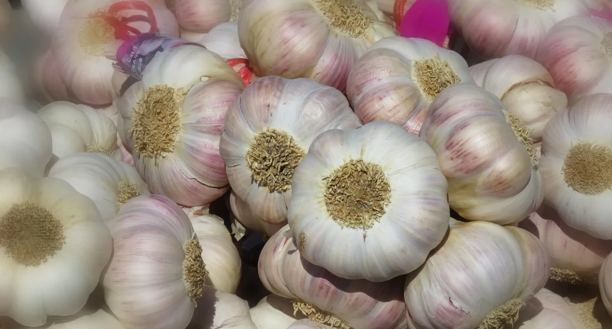 Dzień Czosnku. Naturalny antybiotyk i roślina z legendą w tle