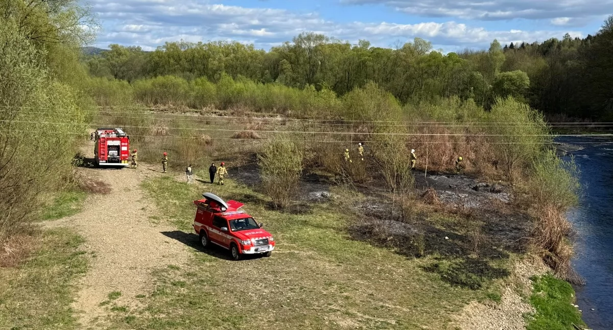 Pożar traw nad rzeką w Makowie Podhalańskim. Strażacy szybko opanowali sytuację
