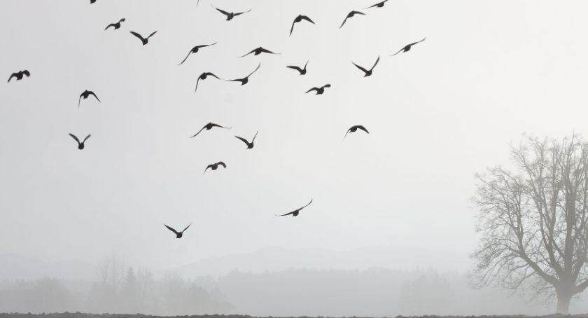 Ptasia grypa nie zniknęła. Wojewódzki Lekarz Weterynarii ostrzega 