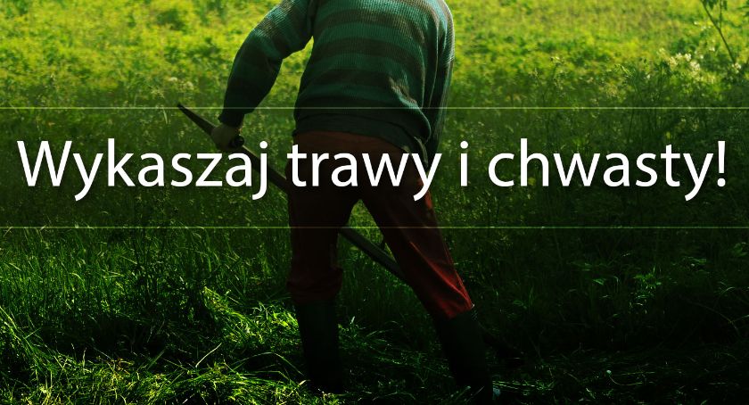 Wykaszanie traw i chwastów jest obowiązkiem 