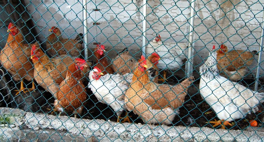 Ptasia grypa wróciła. Wojewoda zakazał sprzedaży żywego drobiu 