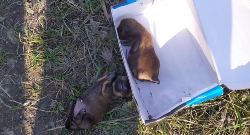 Na usta cisną się jedynie epitety! Bestialstwo w czystej postaci 