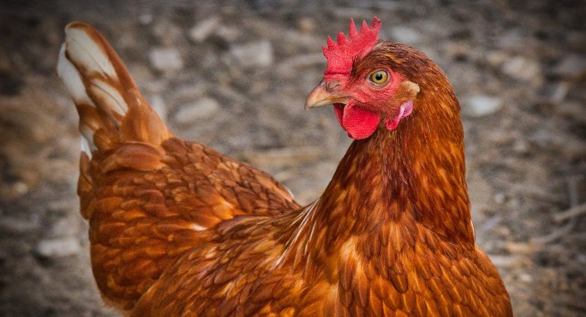Ptaki wracają na małopolskie targowiska 