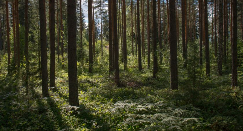 Producenci kotłów na pellet drzewny w służbie ekologii