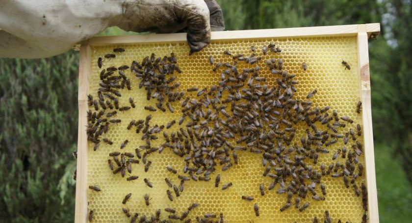 8 sierpnia to Wielki Dzień Pszczół. Warto docenić ich rolę w przyrodzie