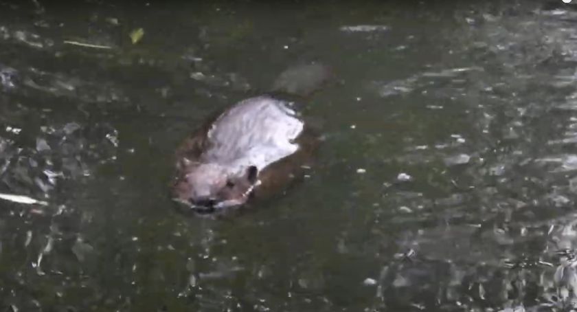 Bobry na dobre zagościły w powiecie suskim (video)