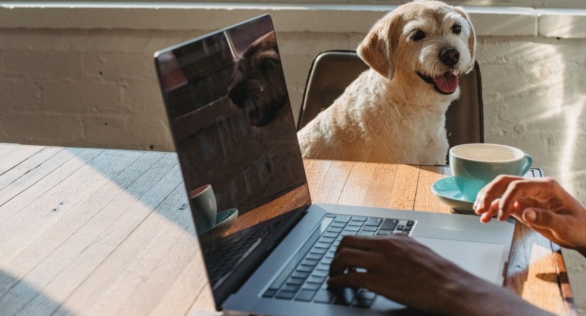 Na czym polega trening obedience?