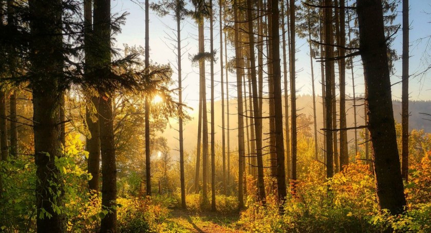 Nadleśnictwo Sucha nabywa od mieszkańców grunty pod zalesienie
