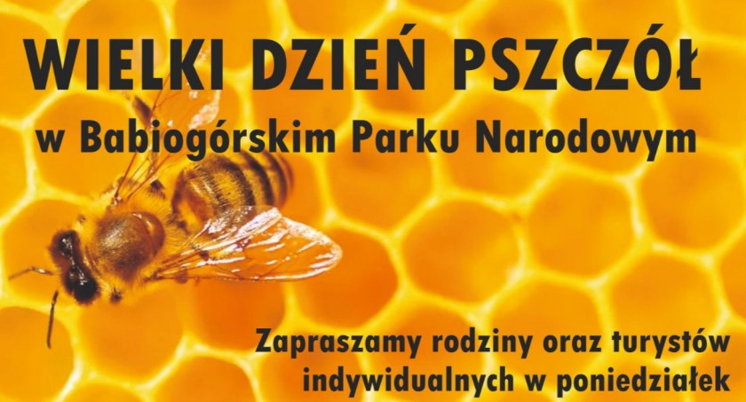 Wielki Dzień Pszczół w Babiogórskim Parku Narodowym 