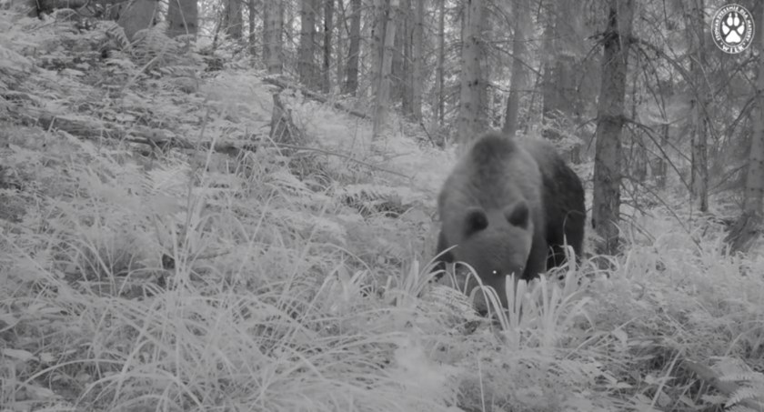 (VIDEO) Podróże niedźwiedzi po Beskidzie Żywieckim