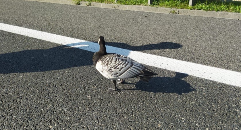 Gęś w opałach