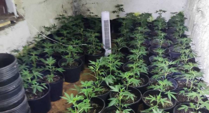 Maskowanie nie zadziałało. Plantacja namierzona