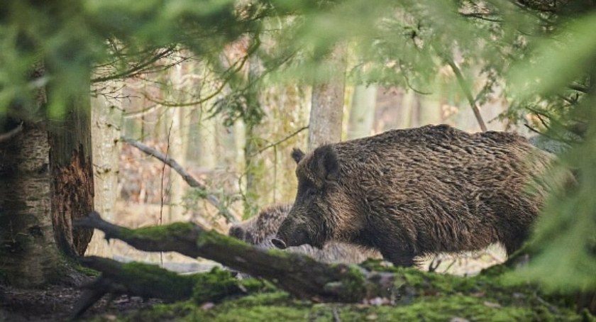 Koło Łowieckie Cietrzew ogłosiło plan polowań zbiorowych