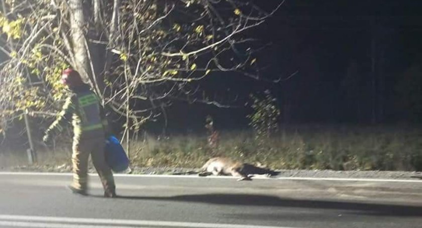 Zdarzenie drogowe z łanią i dwoma samochodami w rolach głównych