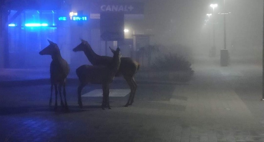 Leśne już tylko z nazwy. Sarny na deptaku czują się jak u siebie 
