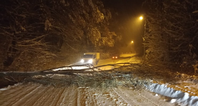 Drzewo runęło na drogę powiatową 