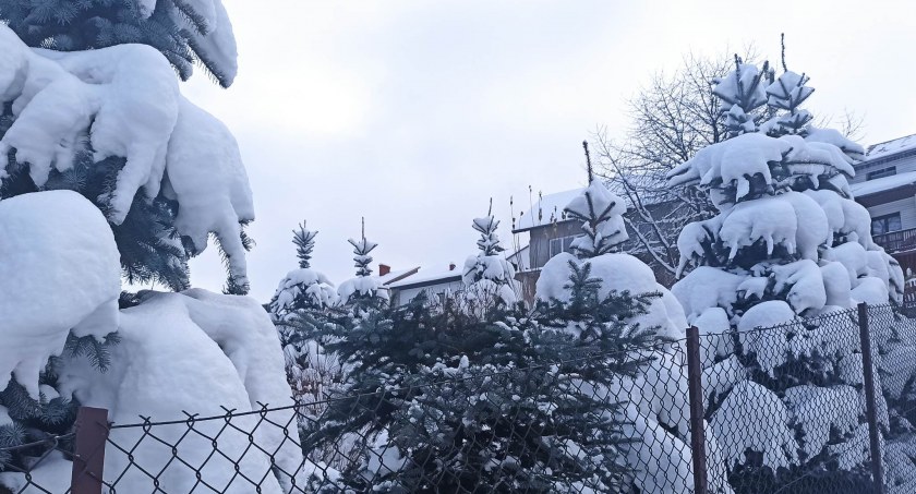 Po choinkę do… cudzego ogródka. Jak tak można! 