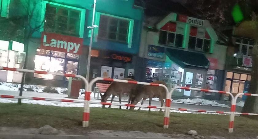 Dziki, sarny i jelenie zamiast w lesie wolą mieszkać wśród ludzi 