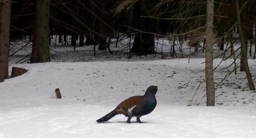 Babiogórski Park Narodowy zamyka szlaki dla narciarzy. Ma ważny powód