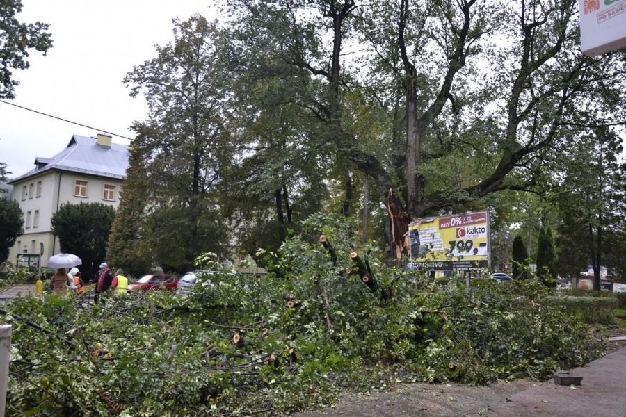 Koło pomnika przyrody ma być bezpiecznie