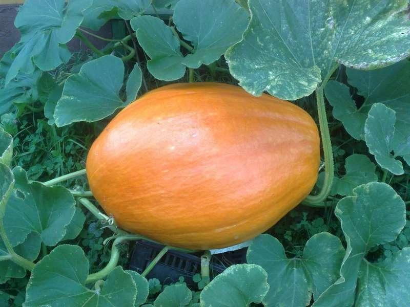 Jest ogromna i jeszcze rośnie