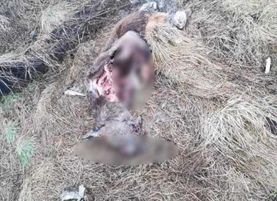 Tajemnicze zwłoki zwierzęcia w okolicach Makowa