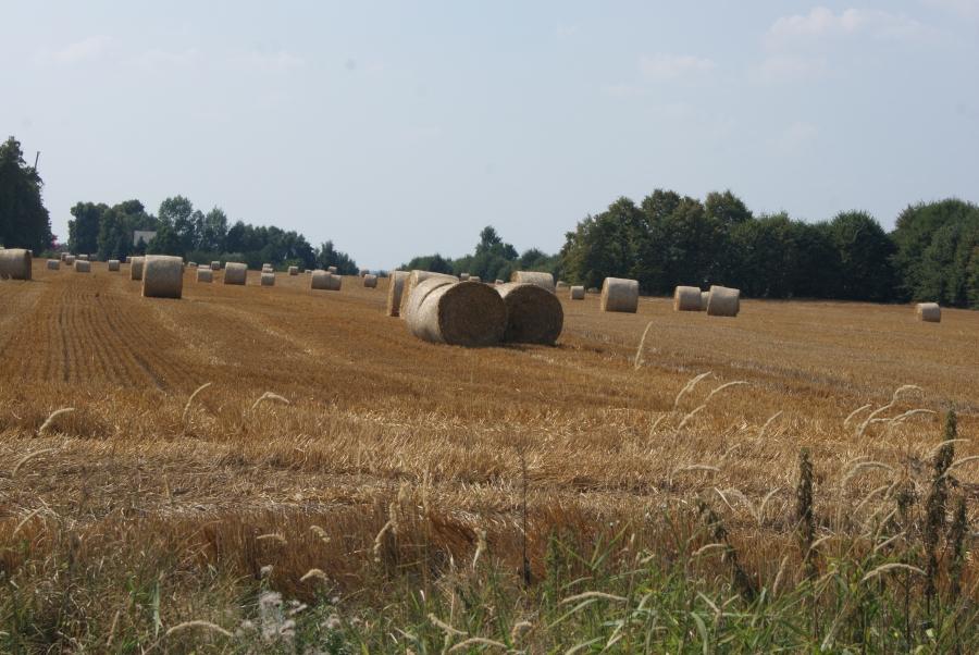 Jest kasa dla młodych rolników i małych gospodarstw