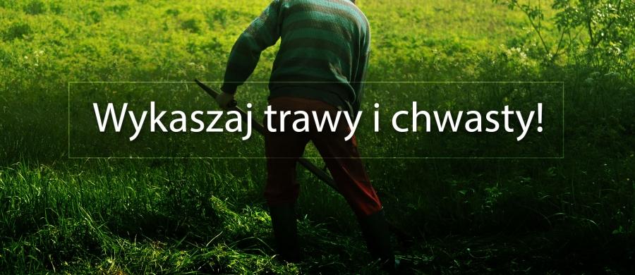 Władze apelują, by wykaszać trawy i chwasty
