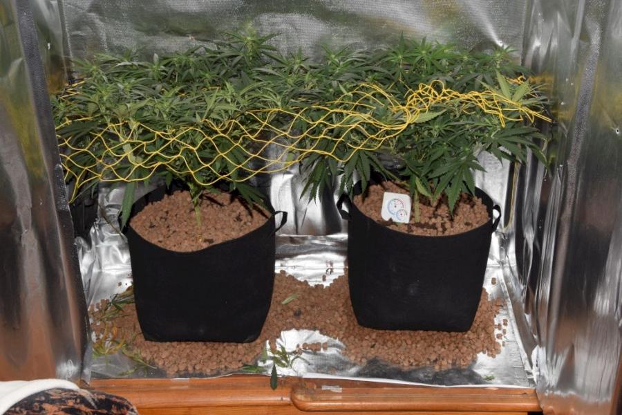 Plantacja marihuany w gminie Jordanów