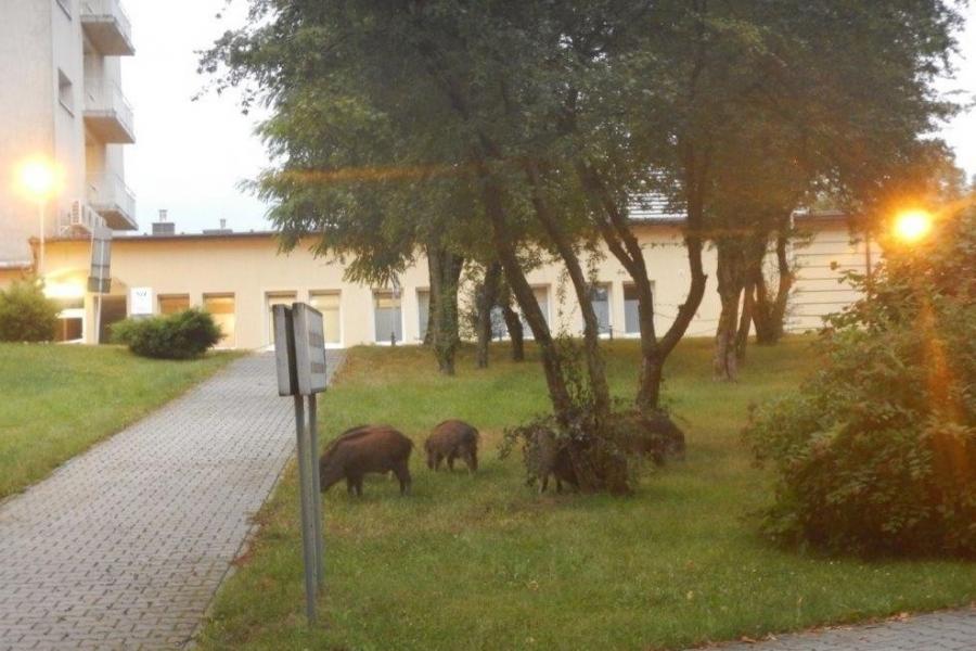Burmistrz chce walczyć z dzikami