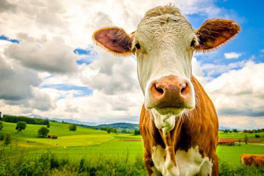 Czynniki uszkadzające barierę jelitową. Jak colostrum pomaga w jej uszczelnieniu?