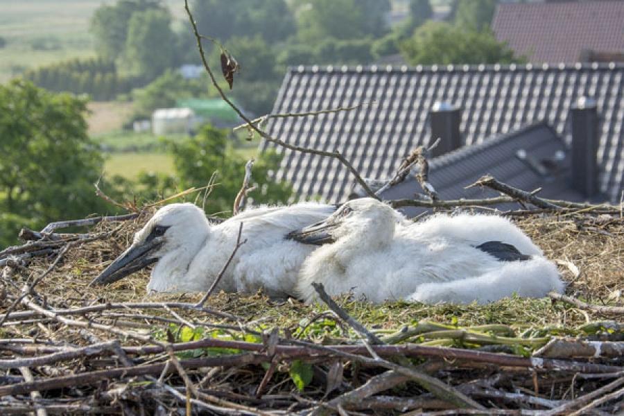 Bociany Taurona z obrączkami