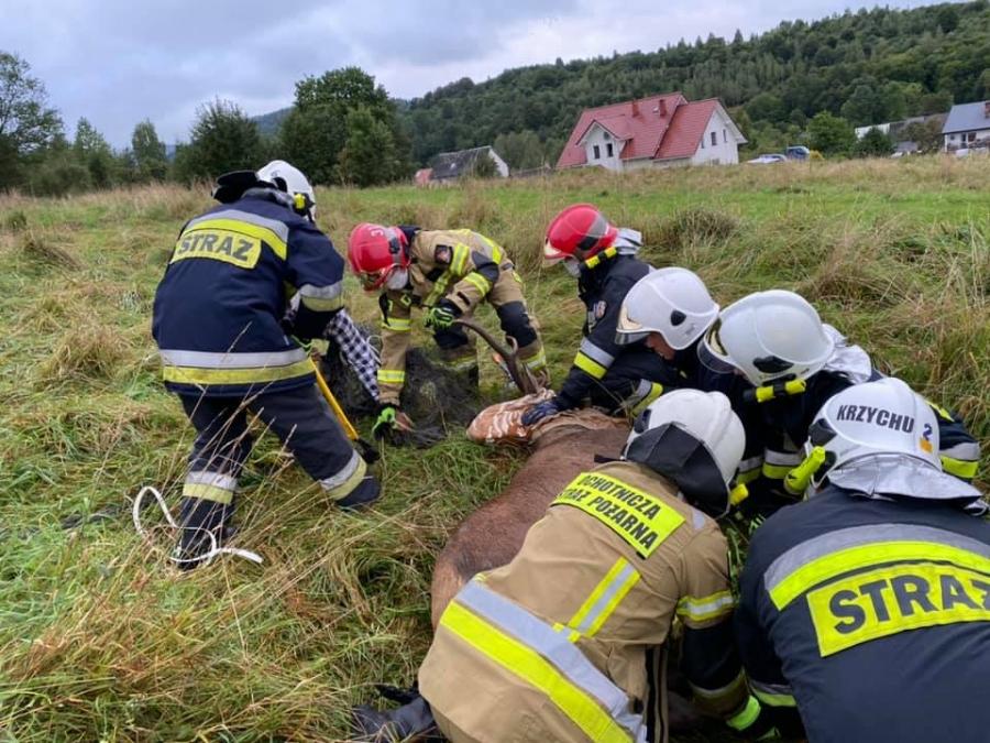 Jeleń w potrzasku, strażacy przyszli z pomocą
