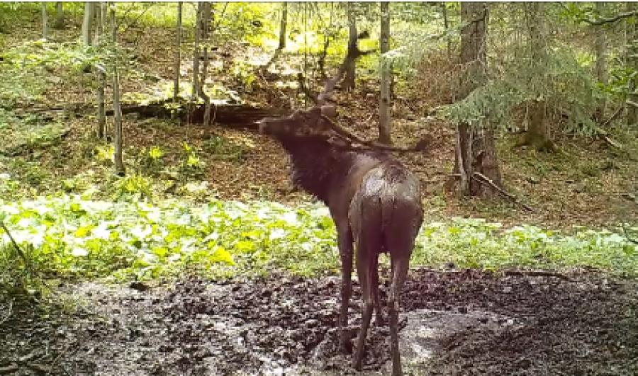 A gdy łań nie ma. Unikalny film uwieczniony przez parkową fotopułapkę  (wideo)