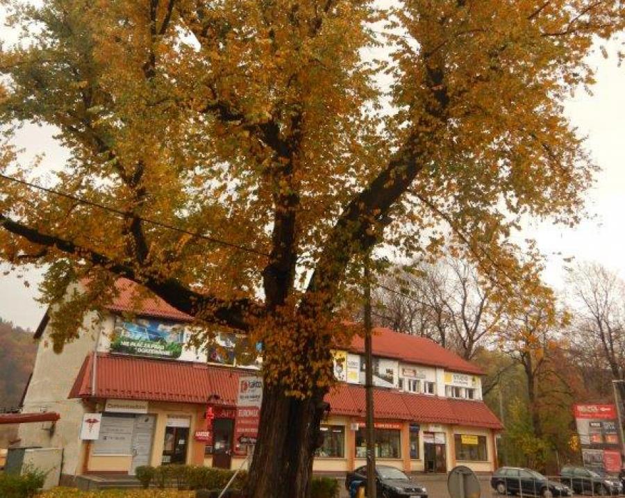 Trwa walka o uratowanie 300-letniego wiązu górskiego. To pomnik przyrody