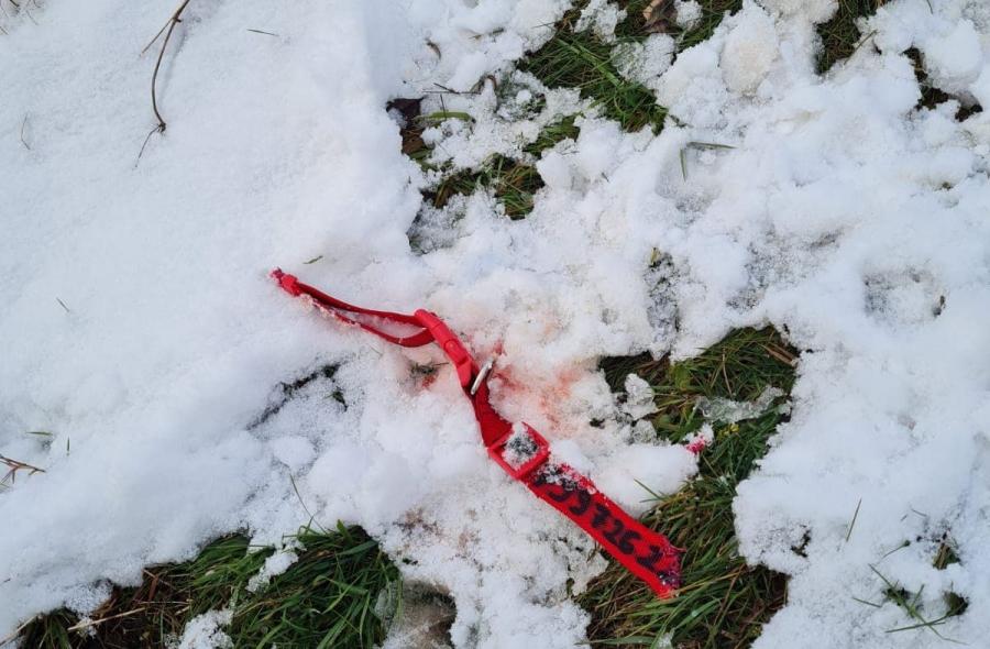 Czytelnicy mają głos! O prawach zwierząt słów więcej niż kilka