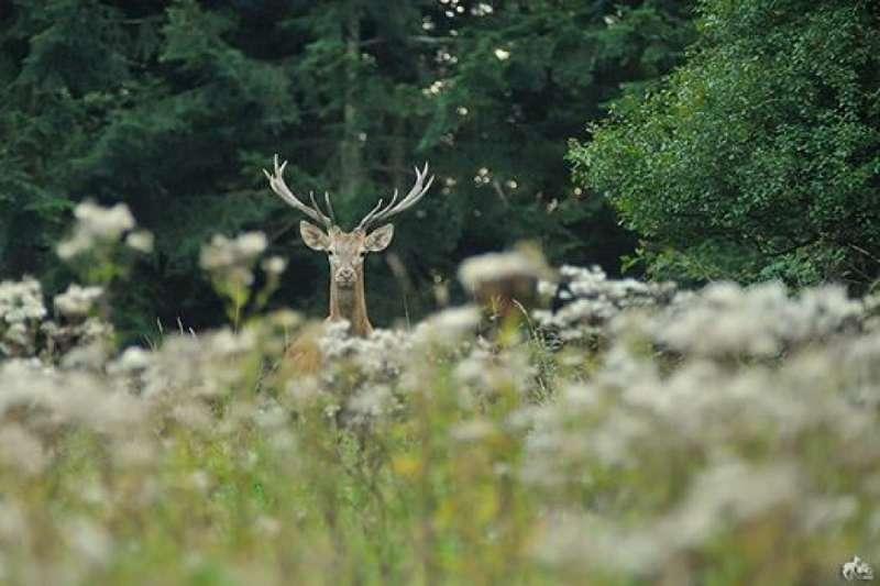 Co zmieni nowe prawo łowieckie?
